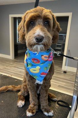 First doodle puppy cut