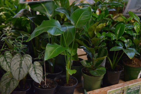 Bright and low light, pet-friendly, and easy care houseplants are all here!