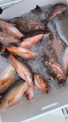 Reel Deal Fishing Charters