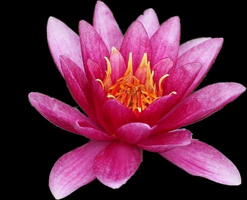 Essential Points Acupuncture