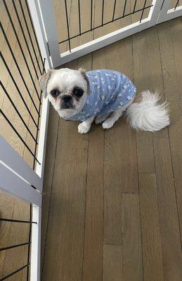 Lucky Paws Pet Grooming