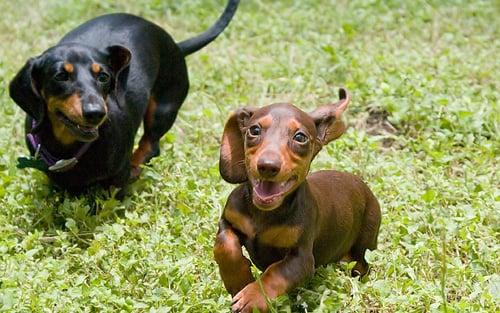 HillCountry Dachshunds