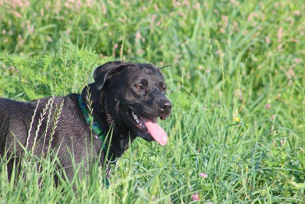 Carbondale Veterinary Hospital