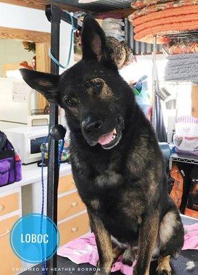 Four Oaks Puppy Club