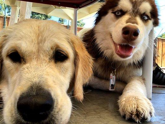 Pet Sitting To the MAX