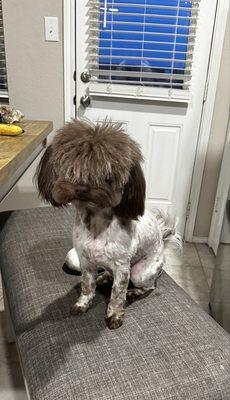 Michelle's Pet Salon