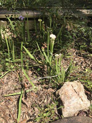 Kreher Preserve & Nature Center
