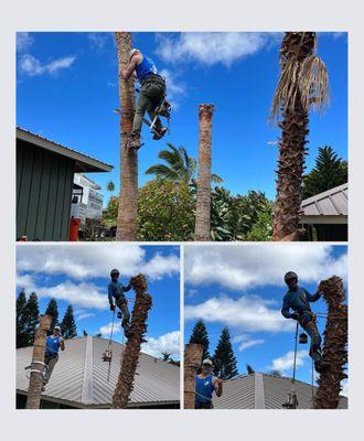Waikoloa Tree Services