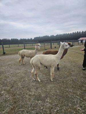 Silver Fox Farm Alpacas