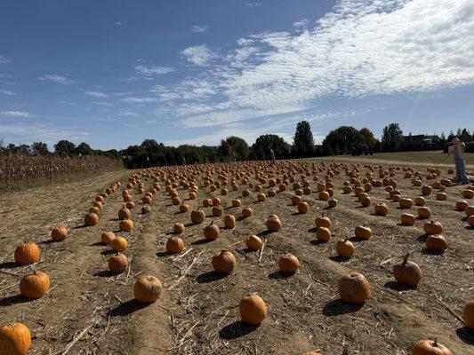 Cedarwood Pumpkin Patch