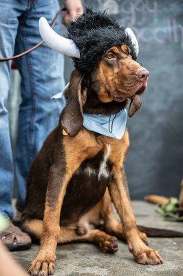 Mountain Canine College