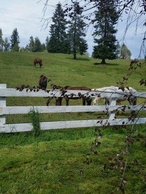 Holbrook Country Properties