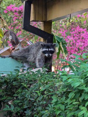The raccoon in my back yard this morning!