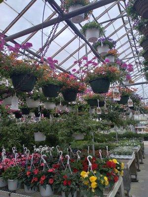 Pizzute's Plant-N-Thyme