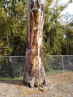 Interesting woodpecker tree!