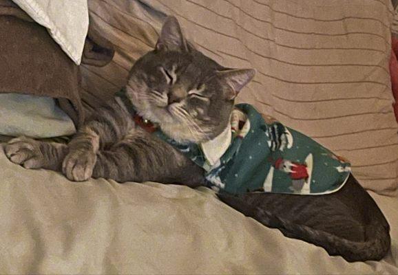 Beverly Virgil Animal Hospital