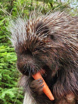 Porcupine