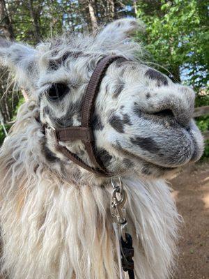 Carlson's Llovable Llamas