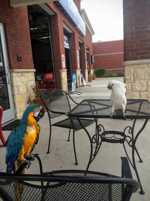 Cortez and Dory at Hudson Oaks Kwik Kar!! ~Tracy Friend :)