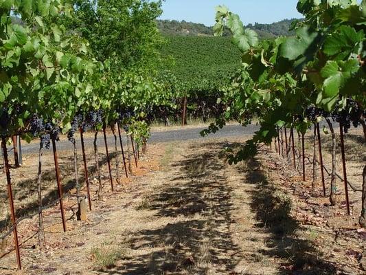 Healdsburg Wine Tours