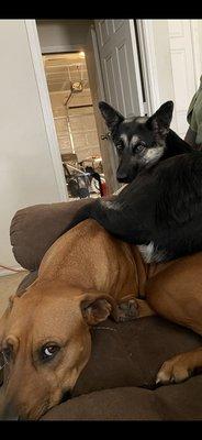 Texas Paws Dog Training