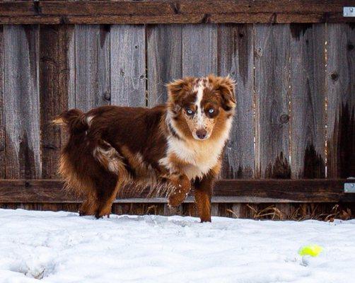 405 Vet Animal Hospital