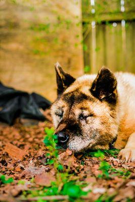 Beautiful Fall Puppy 2 of 2
