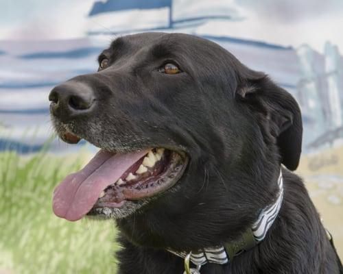 Paws On Patrol Dog Walking & Pet Sitting