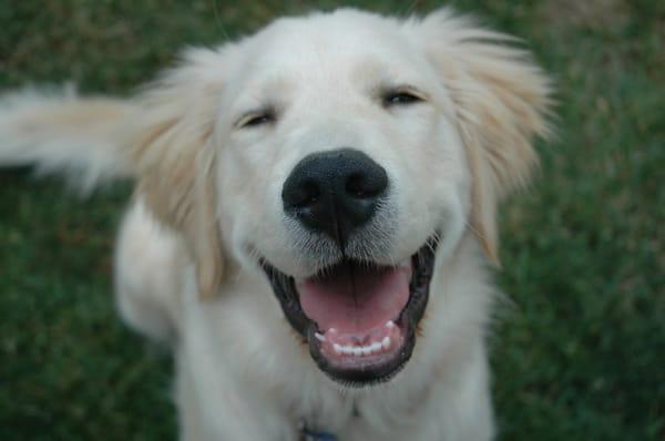 Life's Ruff Petsitting