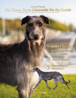 Harper loves her friends at Petastic!
GCH Chase Farm Diamonds on the Inside!