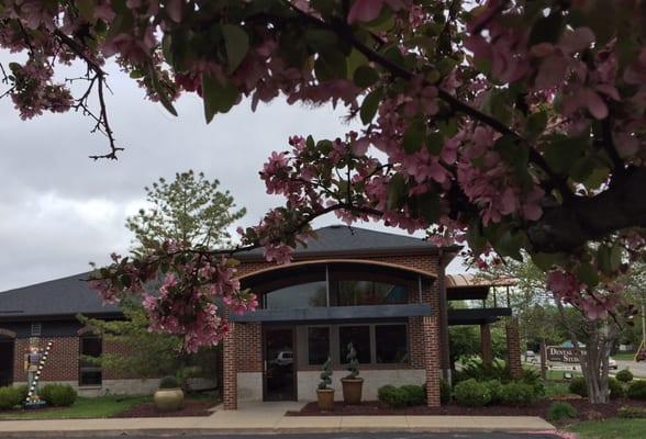 Dental Design Studio