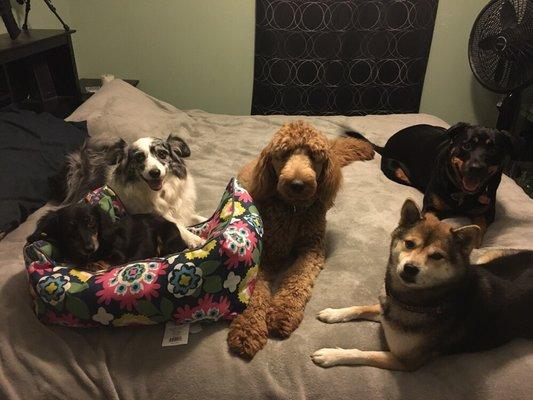 Critter Comfort Pet Sitting