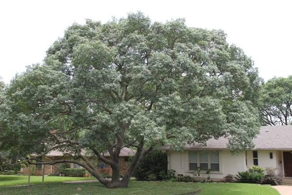 Justin's Tree Service