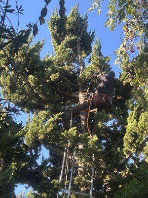 Hubaldo Gardening Service