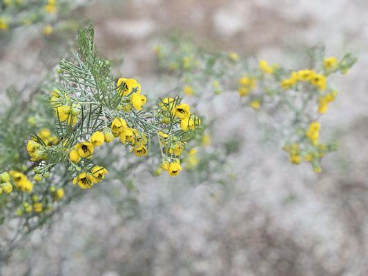 California School For The Deaf