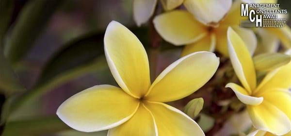 Management Consultants of Hawaii Inc