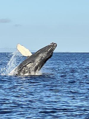 Captain Steve's Rafting