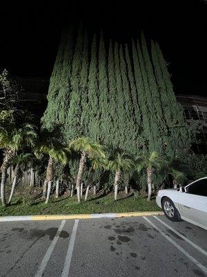 Parking close to rooms with beautiful trees for privacy