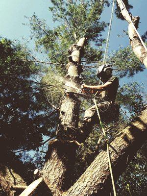 Trees can be climbed when being removed in order to prevent damage to surrounding objects.