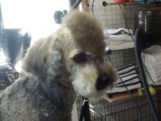 Gentle Touch Pet Grooming