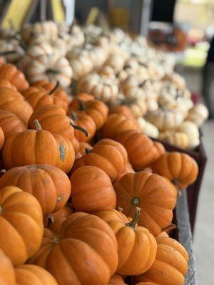 Mini pumpkin varieties by the shop