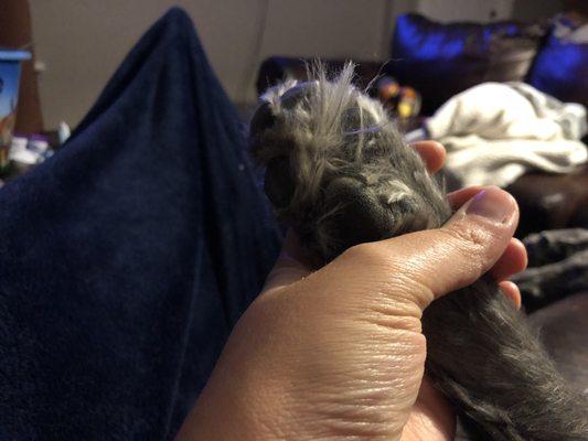 Pet Care Specialists