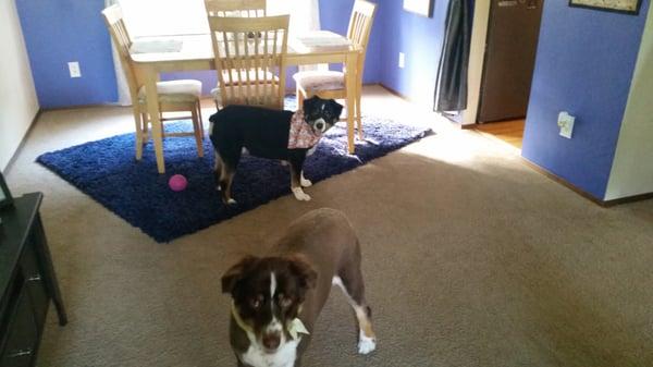 Great cut with good blending