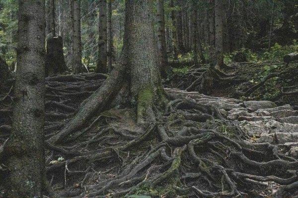 Connected Roots Marketing