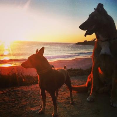 Coyote Coast Dog Training