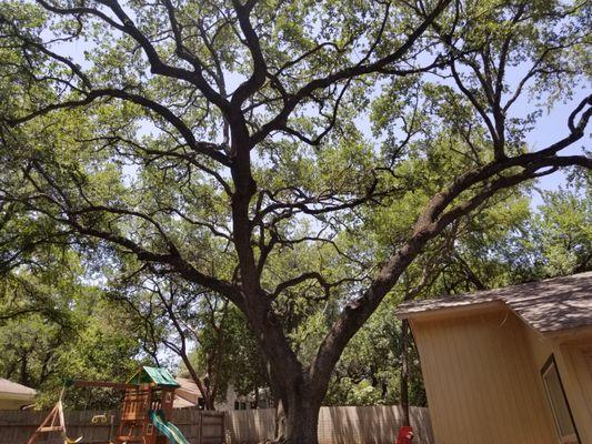 Signature Tree Service