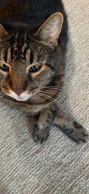 Big Tujunga Veterinary Hospital