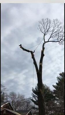 American Eagle Tree Service