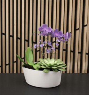 Succulent/orchid combo!!