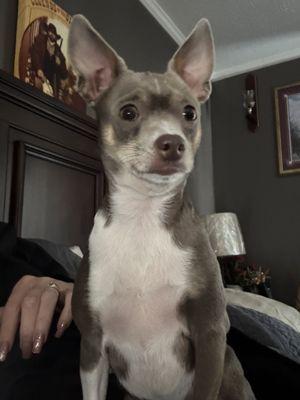 Furry Friends Sitters and Grooming